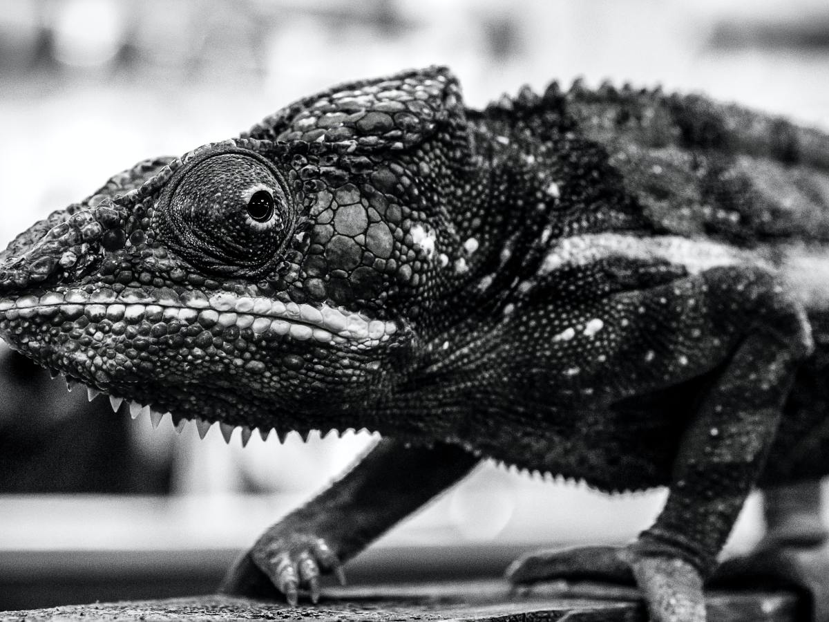 De camaleones y de moda&nbsp;sostenible